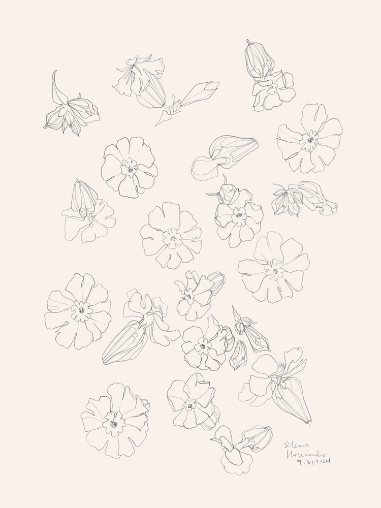 Elegant Flower Drawings by Catalina Somolinos