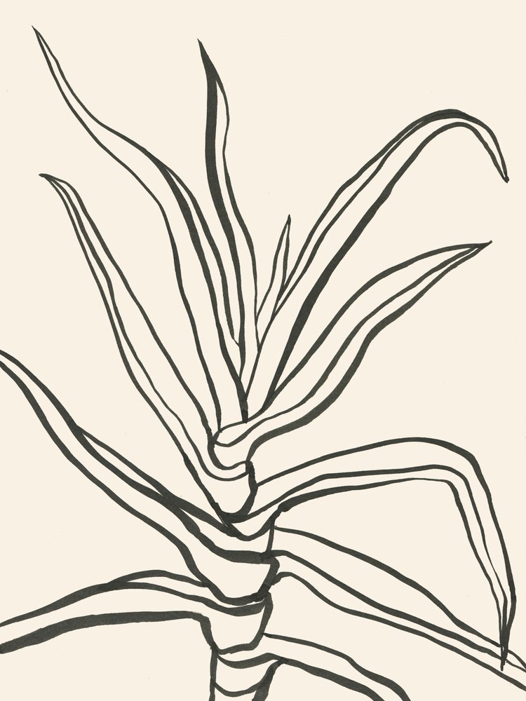 Minimalist Plant Outline by Catalina Somolinos