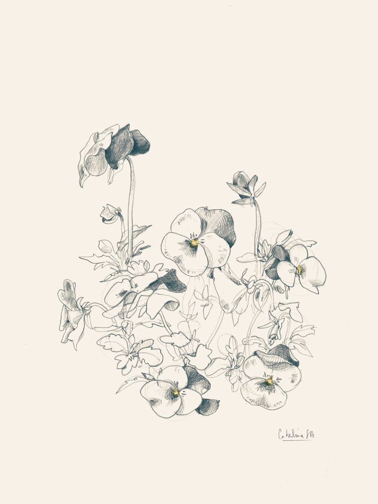 Pansy Botanical Sketch by Catalina Somolinos