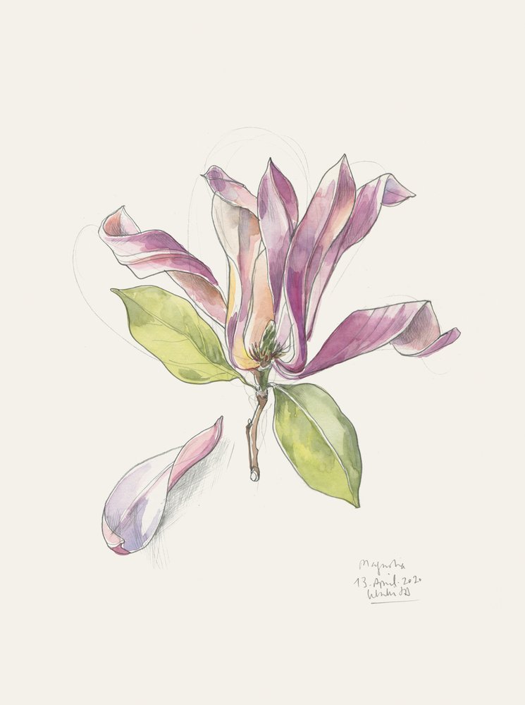 Pink Watercolor Magnolia by Catalina Somolinos