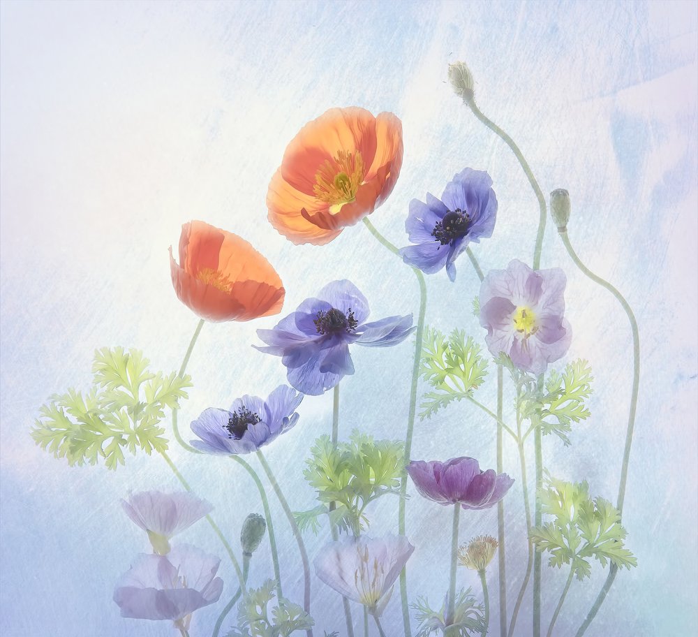 Colorful Ethereal Blooms by Catherine Wang