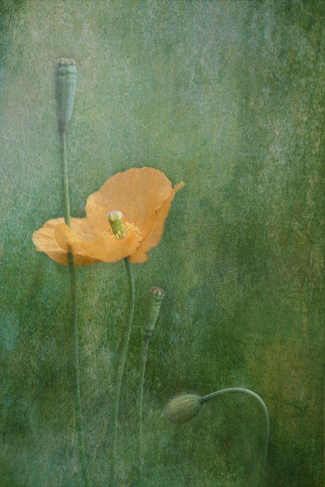 Dreamy Orange Poppies by Catherine Wang