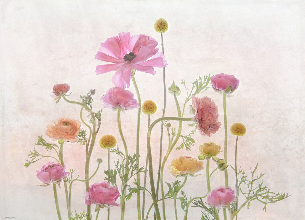 Soft Pink Ranunculus by Catherine Wang