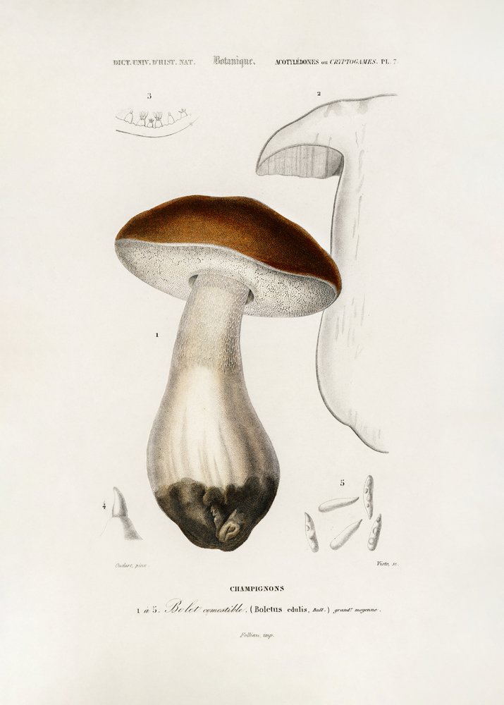Penny Bun (Boletus Edulis) by Charles Dessalines D