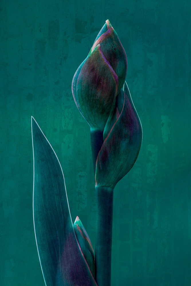 Moody Botanical Bloom by Chris Hamilton