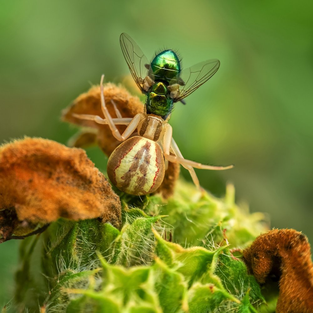 Crab Spider