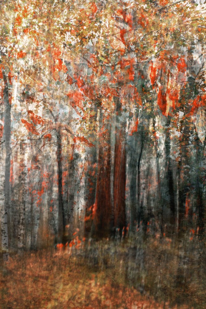 Autumn Forest Glow by Christina Sillen
