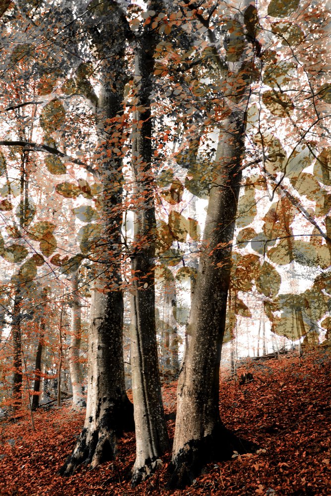 Autumn Woodland Scene by Christina Sillen