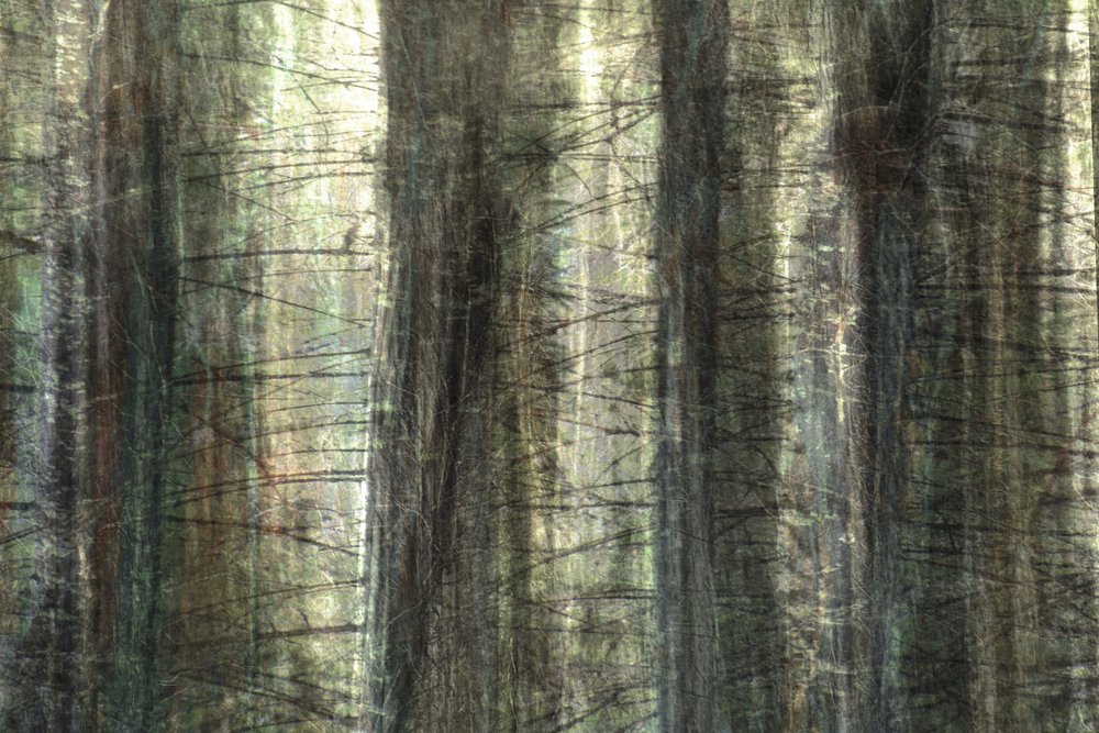 Blurred Forest Light by Christina Sillen