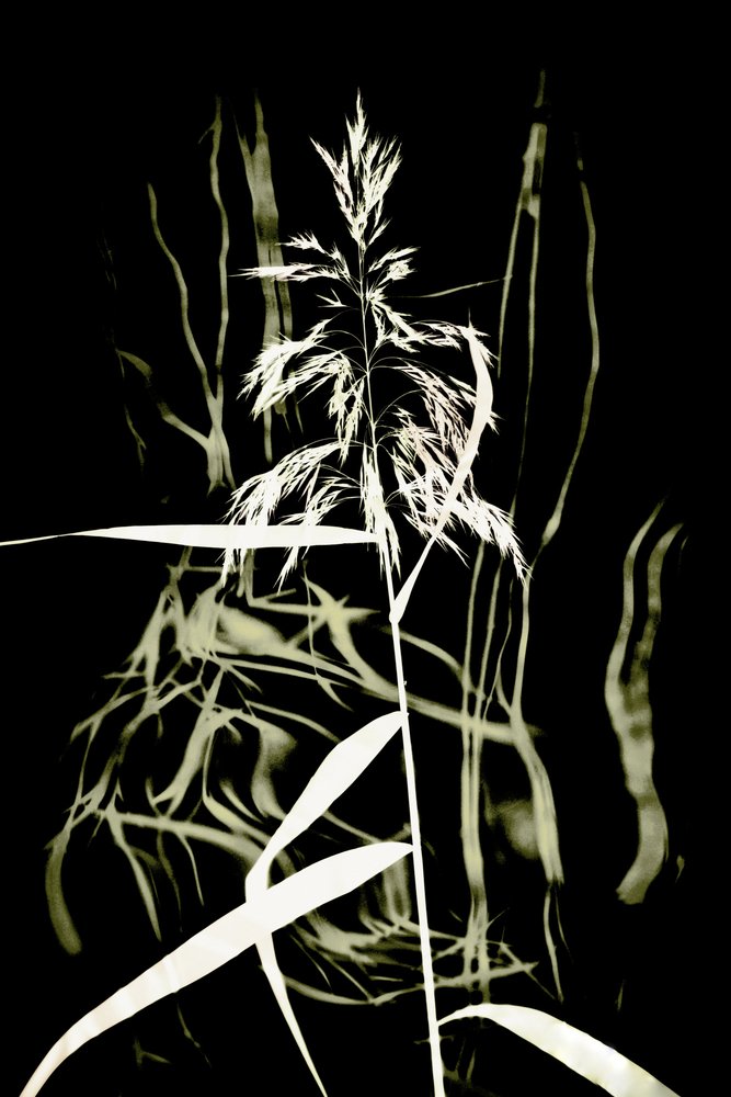 Dark Reed Silhouette by Christina Sillen