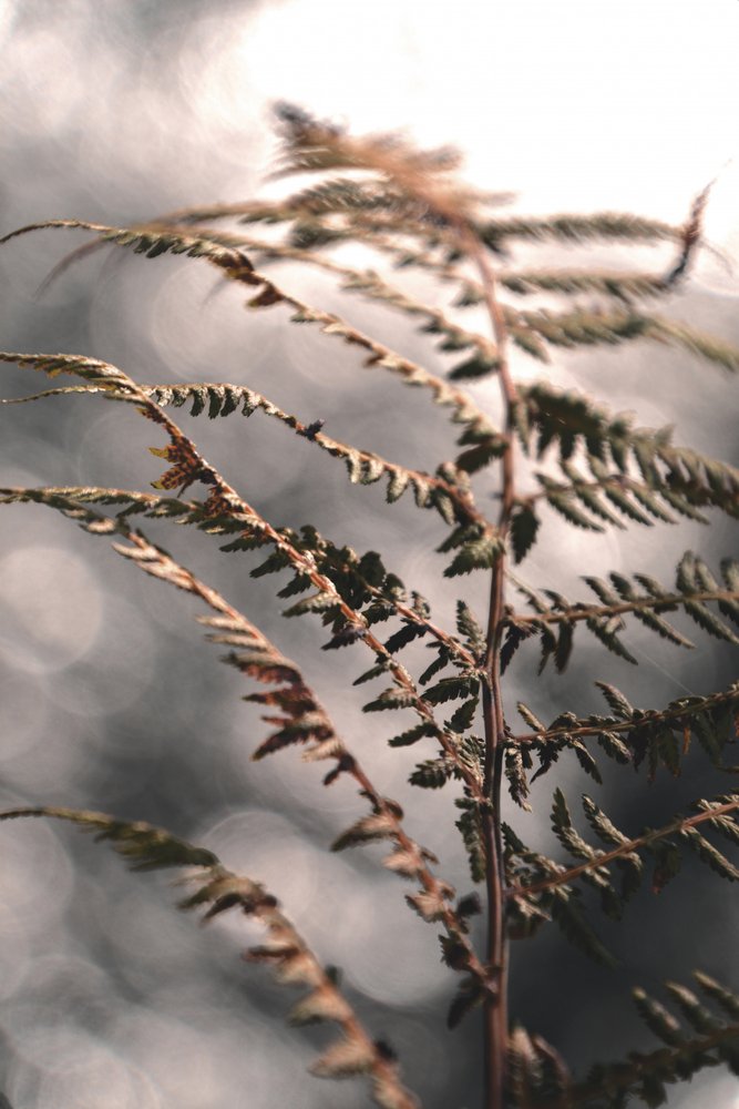 Delicate Autumn Fern by Christina Sillen