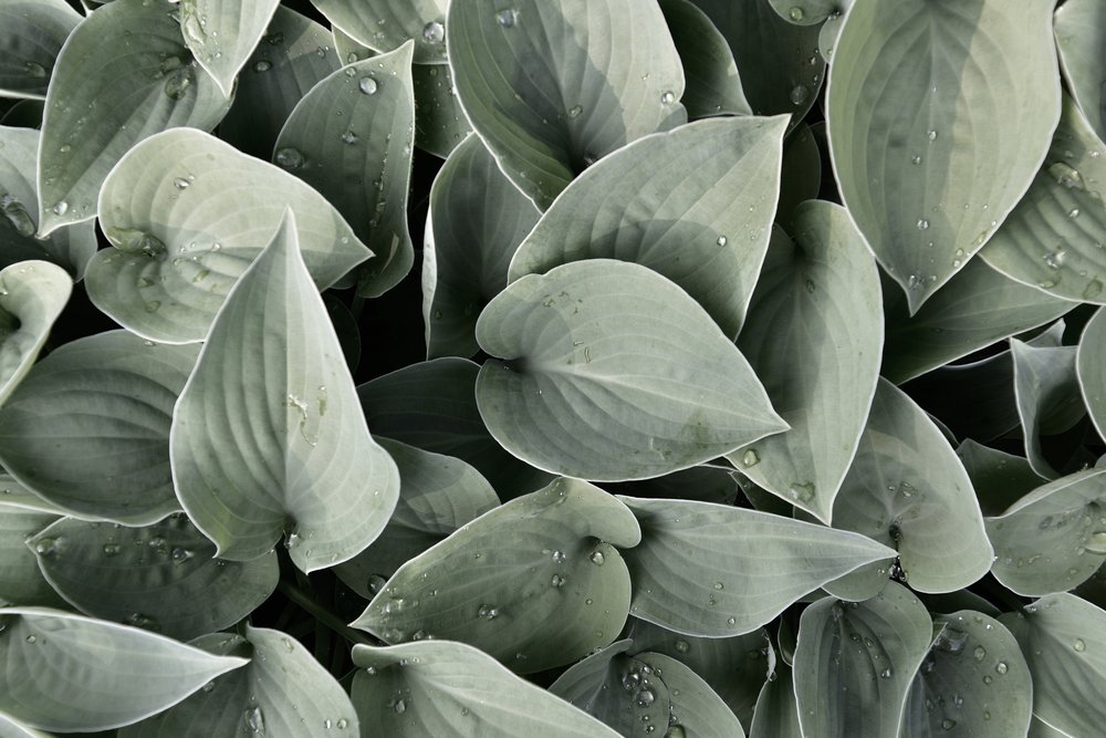 Dewy Hosta Leaves by Christina Sillen