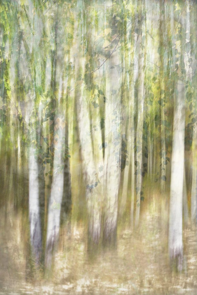 Dreamy Aspen Forest by Christina Sillen