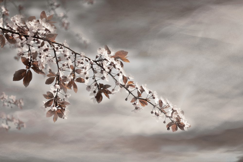 Dreamy Blossom Branch by Christina Sillen