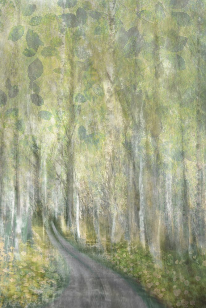 Dreamy Forest Path by Christina Sillen