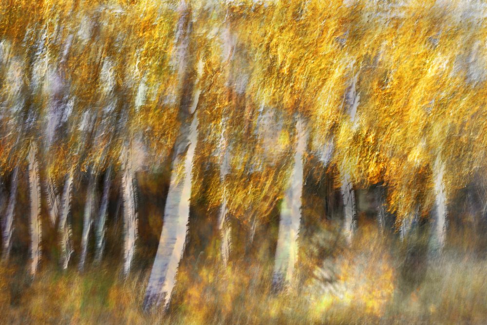 Dreamy Golden Forest by Christina Sillen