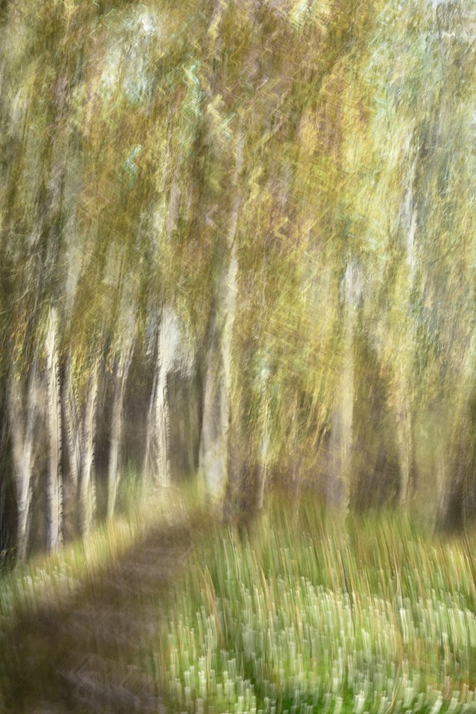 Ethereal Forest Walk by Christina Sillen