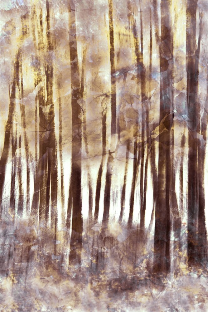 Ethereal Winter Forest by Christina Sillen
