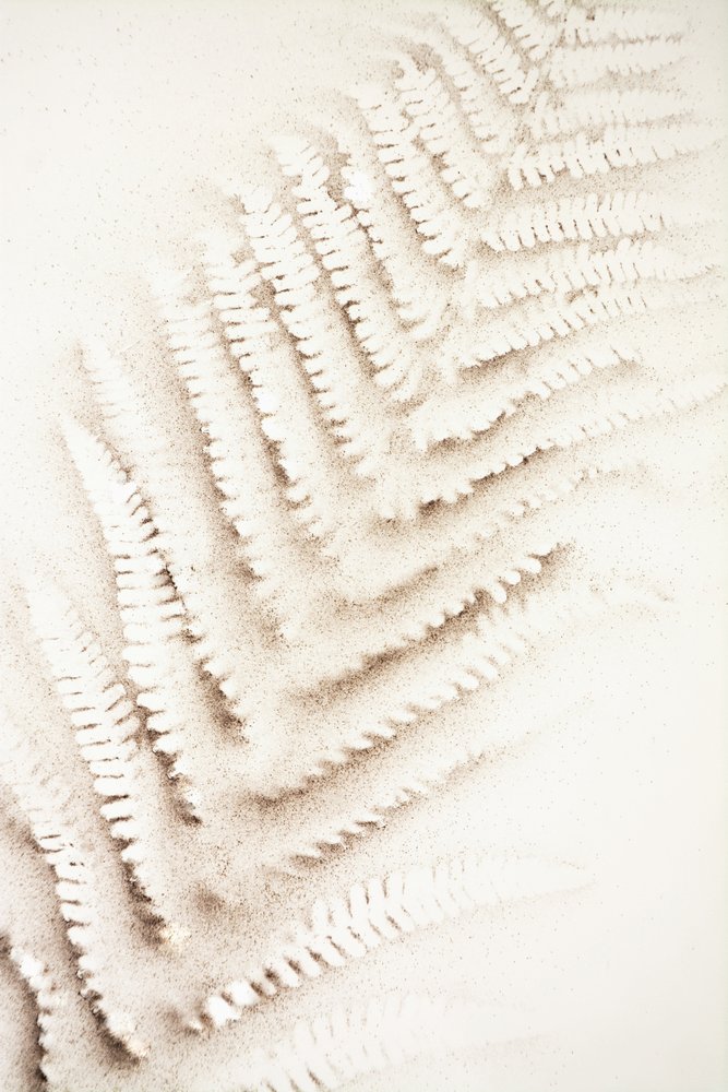 Fern Imprint in Sand by Christina Sillen