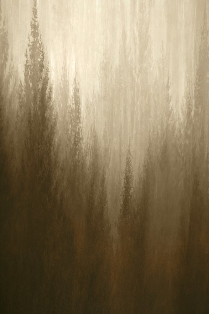 Forest Haze by Christina Sillen