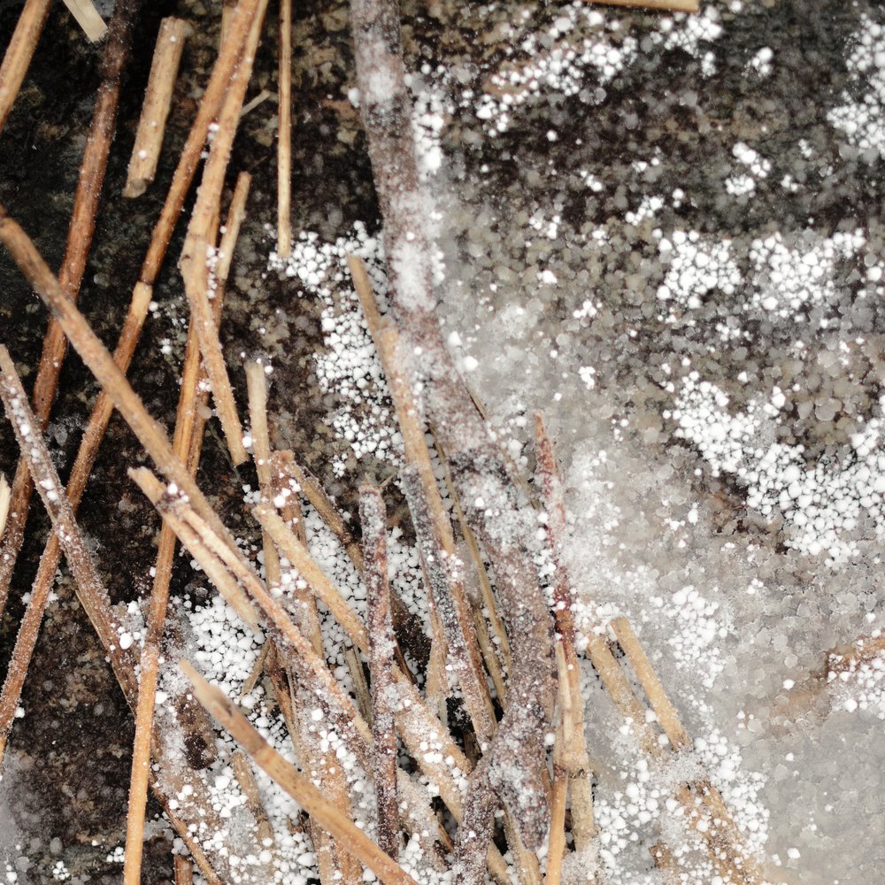 Frosted Pine Needles by Christina Sillen