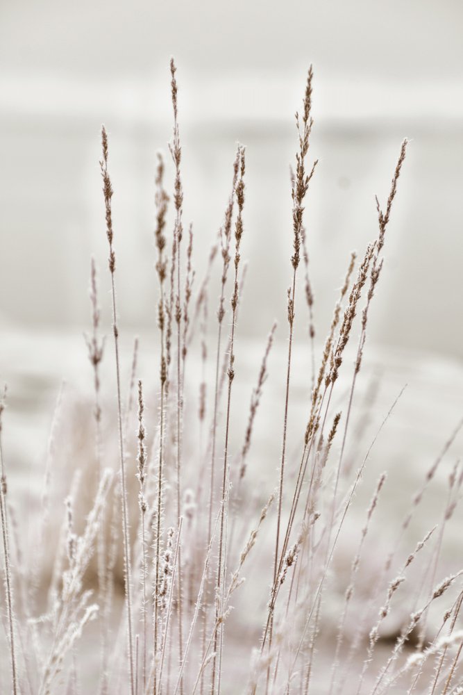 Frosted Winter Grass by Christina Sillen
