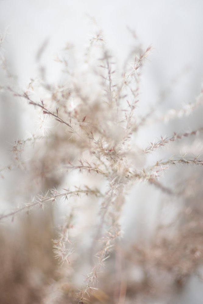 Gentle Dried Botanicals by Christina Sillen