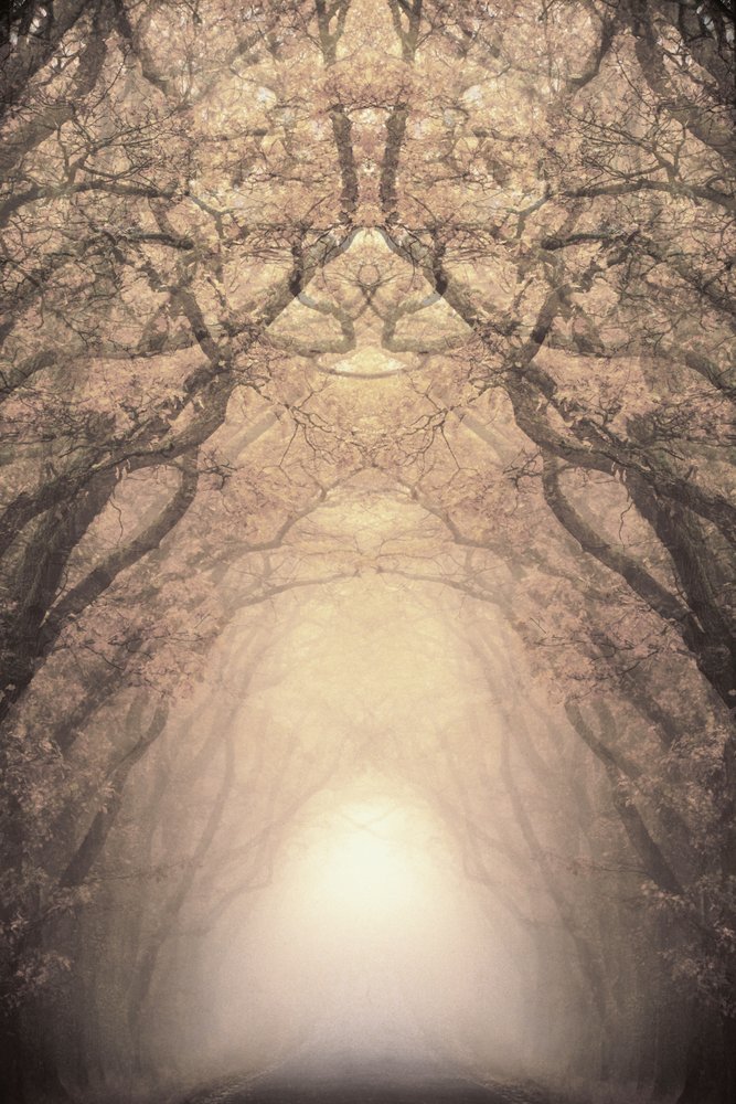 Glowing Tree Tunnel by Christina Sillen