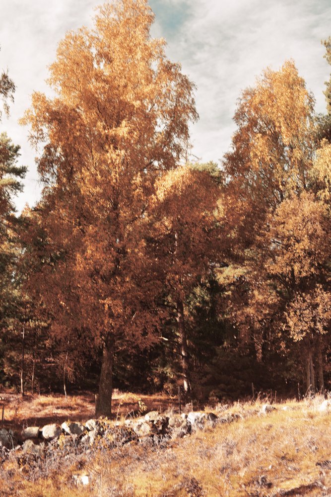 Golden Autumn Forest by Christina Sillen
