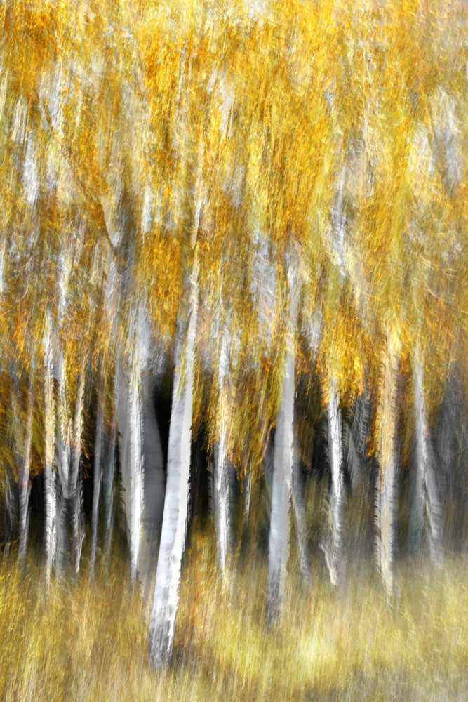 Golden Autumn Forest by Christina Sillen