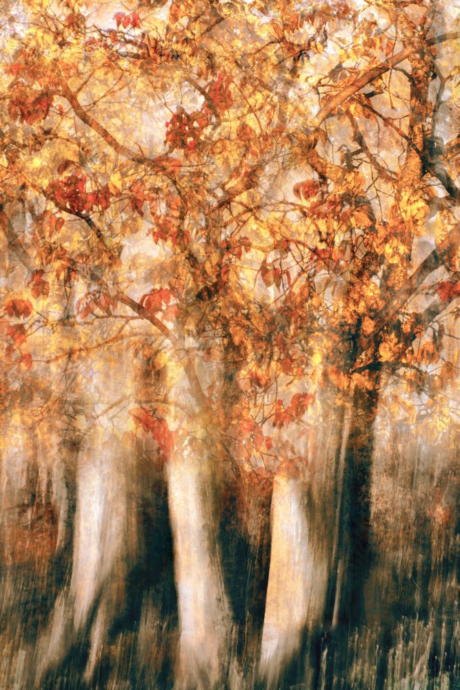 Golden Autumn Forest Blur by Christina Sillen