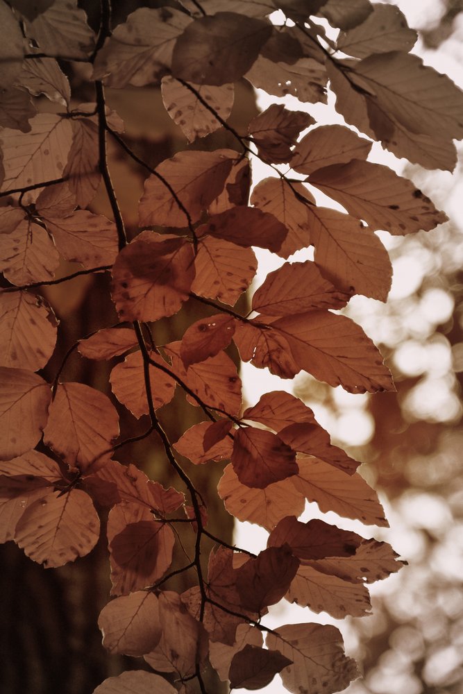 Golden Autumn Leaves by Christina Sillen