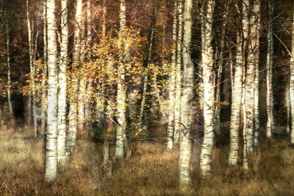 Golden Birch Grove by Christina Sillen