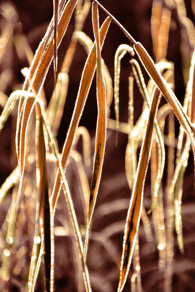 Golden Frosted Reeds by Christina Sillen