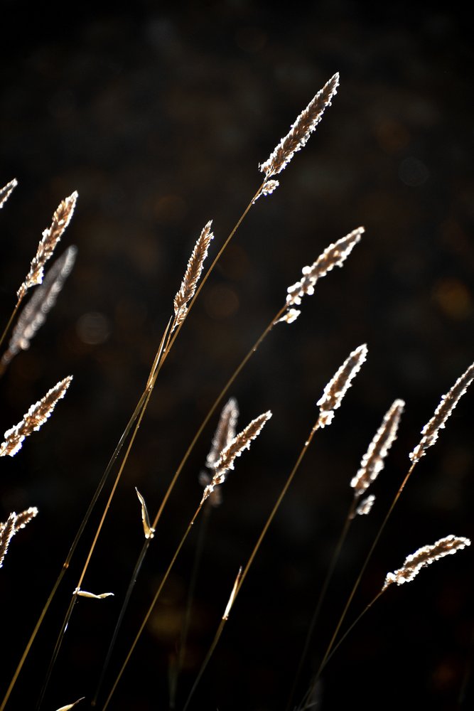 Golden Grass Glow by Christina Sillen