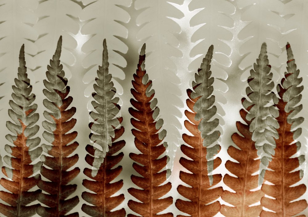 Layered Ferns Pattern by Christina Sillen
