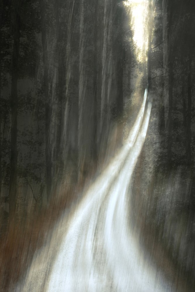 Luminous Forest Path by Christina Sillen
