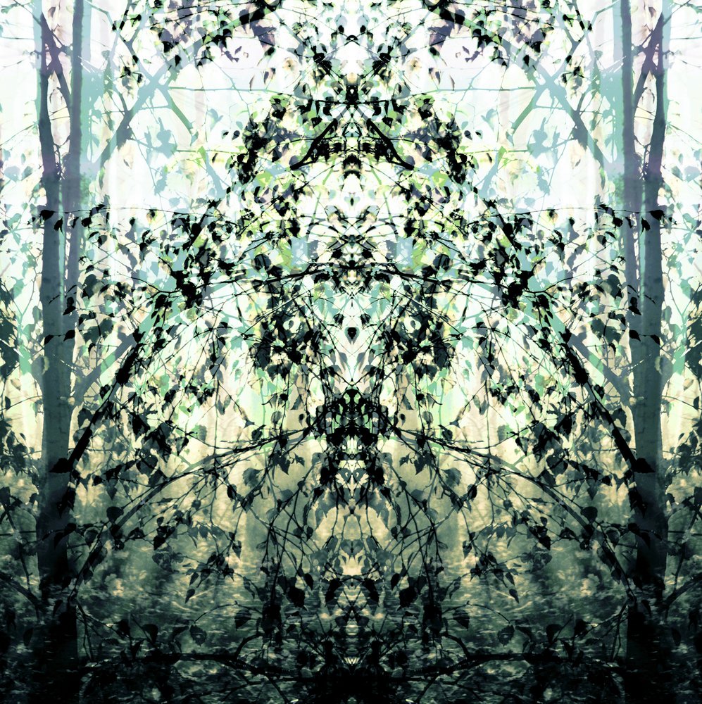 Mirrored Forest Dream by Christina Sillen