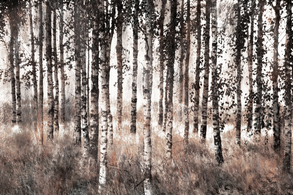 Misty Birch Forest by Christina Sillen