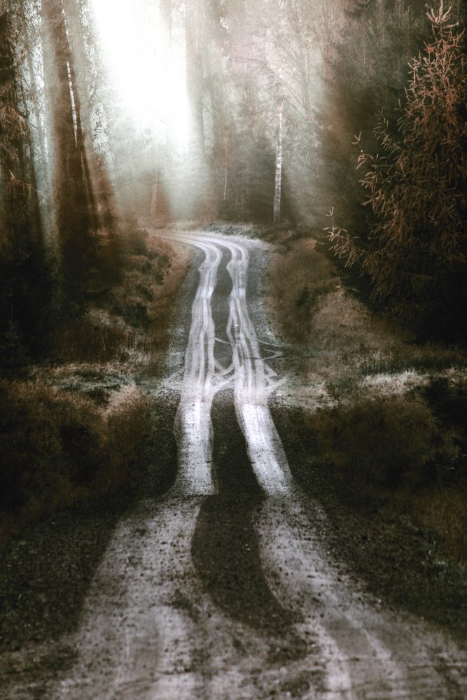 Misty Forest Road by Christina Sillen
