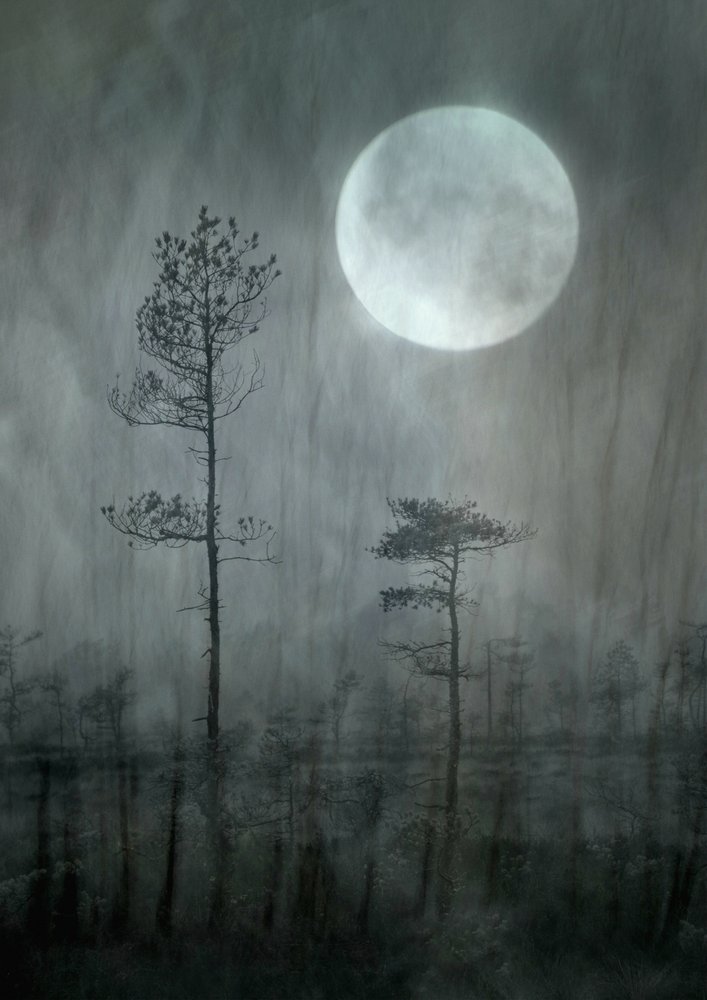 Misty Moon Forest by Christina Sillen