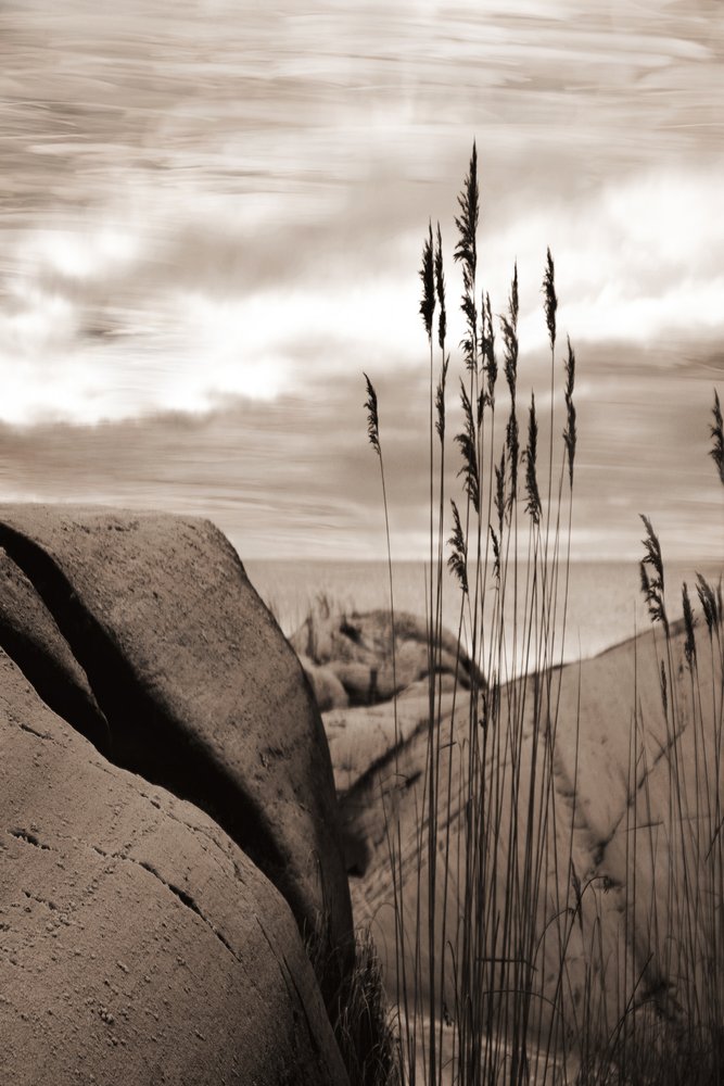 Reeds by the Sea by Christina Sillen