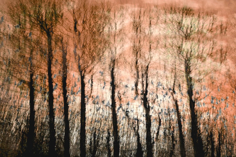 Serene Forest Glow by Christina Sillen