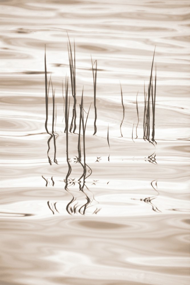 Serene Grass Reflections by Christina Sillen