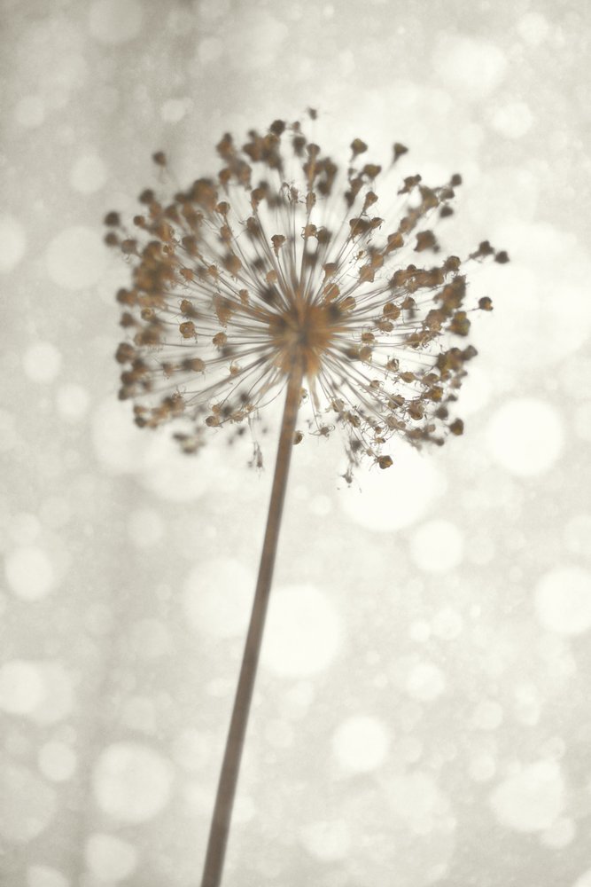 Soft Allium Bloom by Christina Sillen
