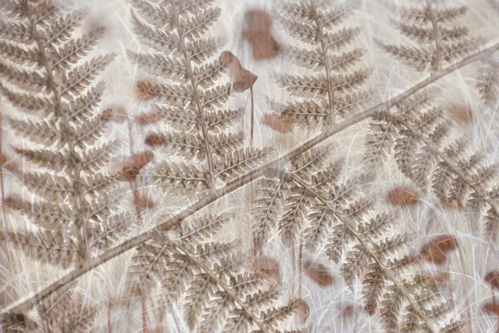 Soft Autumn Ferns by Christina Sillen