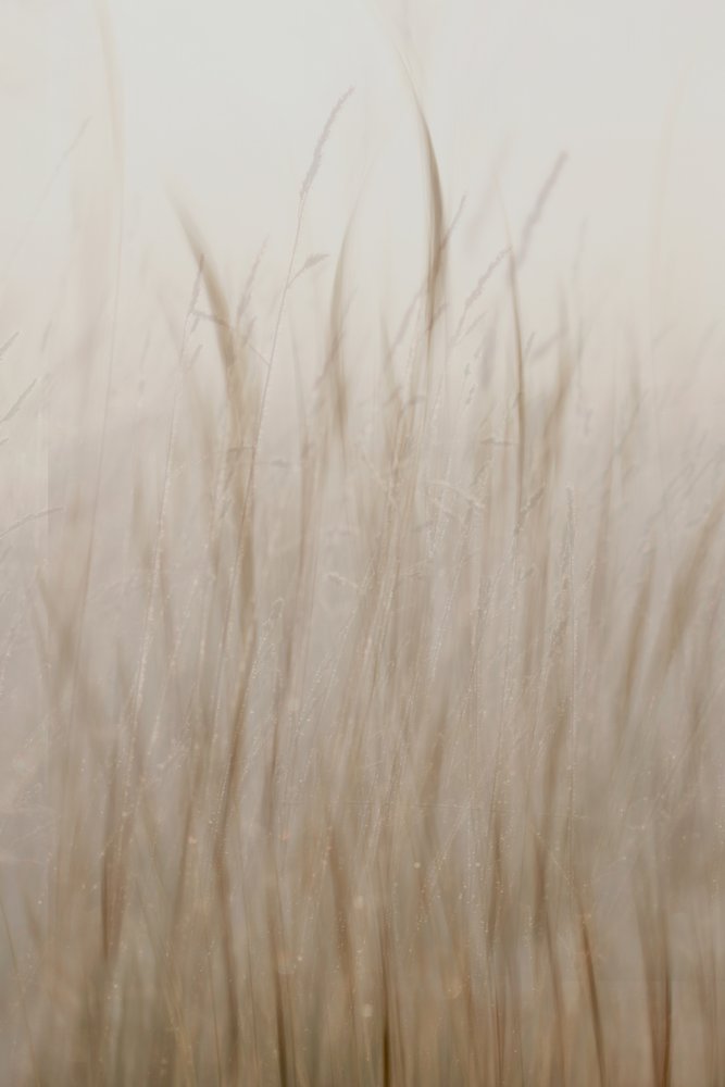 Soft Beige Grass by Christina Sillen