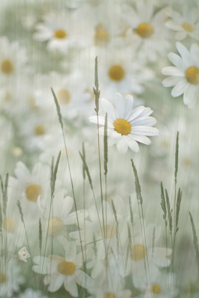 Soft Daisy Field by Christina Sillen