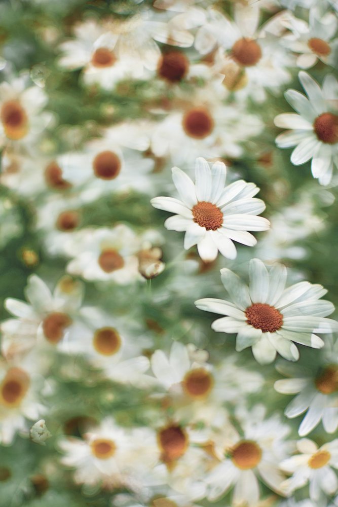Soft Daisy Field by Christina Sillen