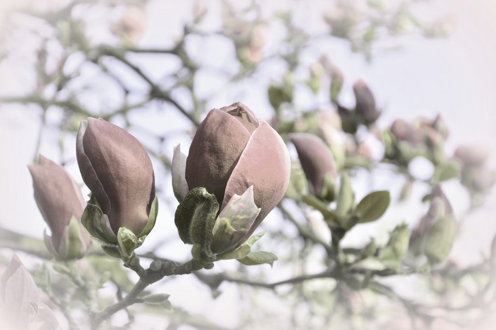 Soft Magnolia Buds by Christina Sillen